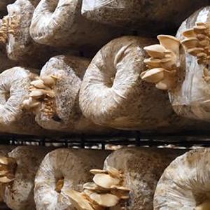 Autoclavable Mushroom Growing Bags, Mushroom Spawn Bags, Stand Up Durable Bags, Garden Supplies, Breathable 4