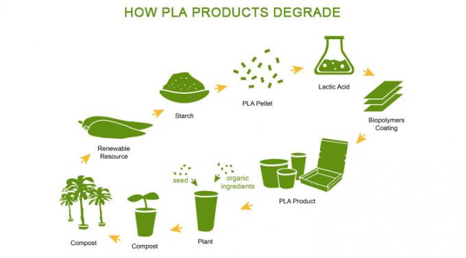 Compostable Sugarcane Cup 8/12oz Eco Friendly Biodegradable Bagasse Coffee Cups, Sugarcane Bagasse Pulp 4