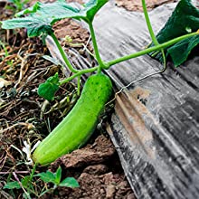 perforated ground film, Vapor Barrier film, Greenhouse film, Agricultural Panda Film, Reflective Maylar Film 11