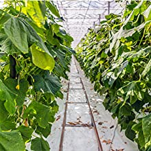 perforated ground film, Vapor Barrier film, Greenhouse film, Agricultural Panda Film, Reflective Maylar Film 12